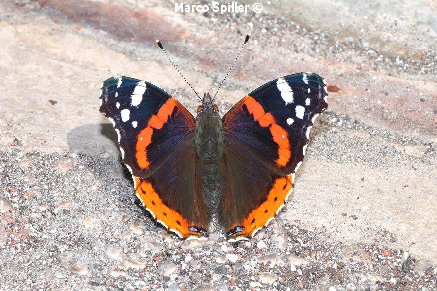 Vanessa atalanta